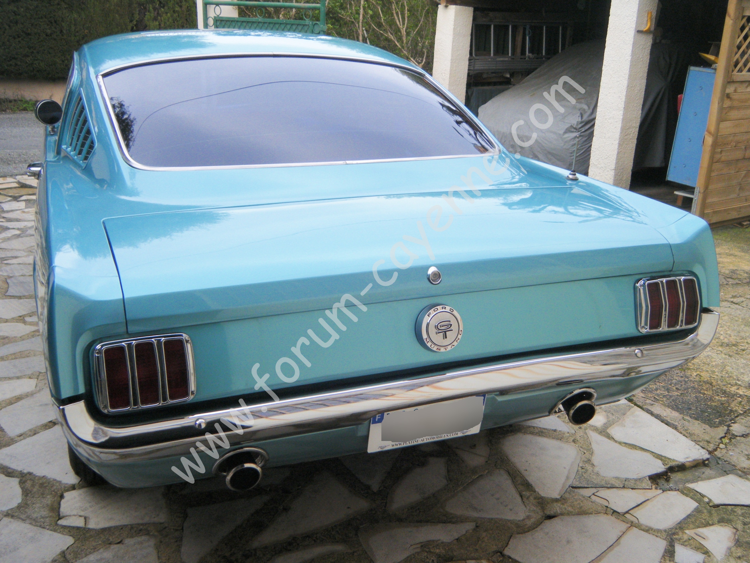 Mustang 2014_0209Titi0024.JPG