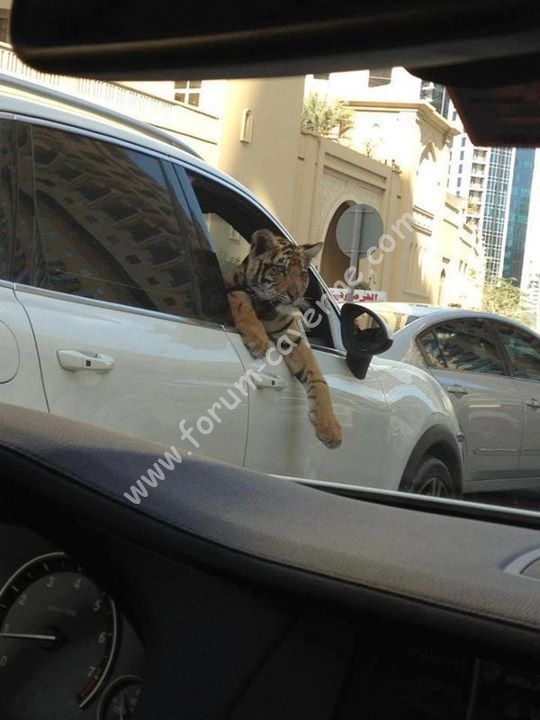 only_in_dubai_09.jpg