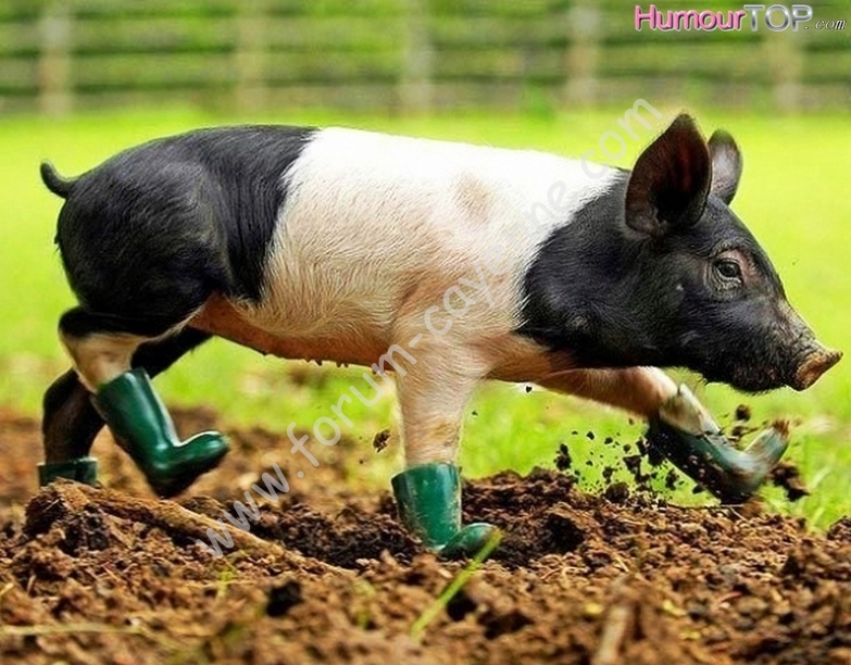 Bebe_cochon_drole_avec_des_bottes_en_caoutchouc_vertes.jpg