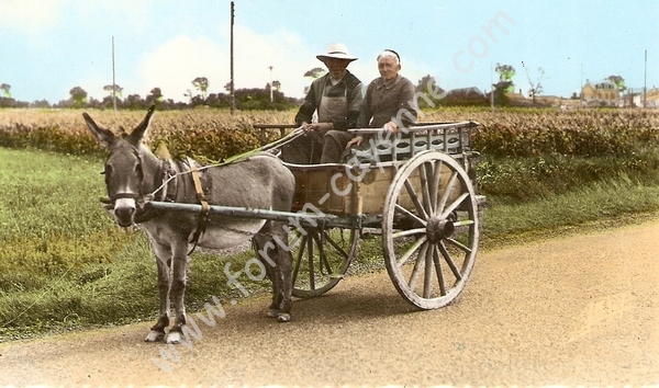 balade-en-charette-avec-ane.jpg