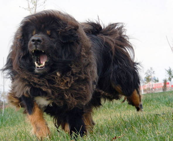 Tibetan-Mastiff-4.jpg