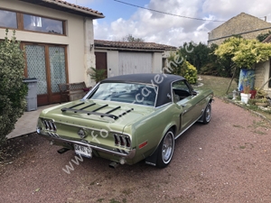 avatar mustang005.jpg